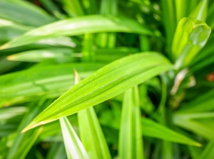 6 Manfaat Daun Pandan untuk Kesehatan, Ini Cara Mengolah dan Efek Buruknya