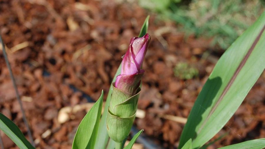 Kunyit. (Dok. Pixabay)