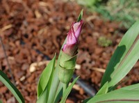 RI Temukan Bakteri di Akar Kunyit Ampuh Lawan Sel Kanker Payudara