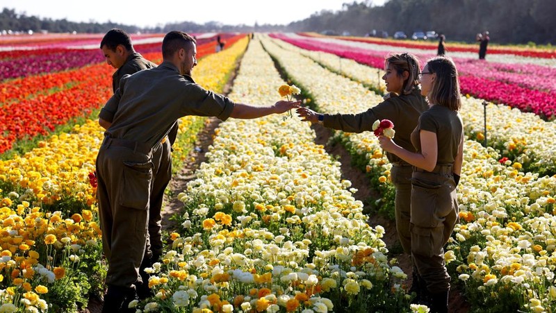 Pemandangan drone menunjukkan orang-orang berjalan di sepanjang deretan bunga buttercup, di sebuah ladang dekat perbatasan Israel-Gaza, di Israel selatan, 16 April 2025. (REUTERS/Ilan Rosenberg)