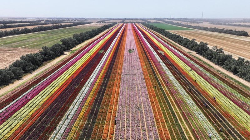 Pemandangan drone menunjukkan orang-orang berjalan di sepanjang deretan bunga buttercup, di sebuah ladang dekat perbatasan Israel-Gaza, di Israel selatan, 16 April 2025. (REUTERS/Ilan Rosenberg)