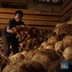 Penampakan Kelapa Parut yang Harganya Lagi Meledak dan Stoknya Langka