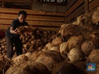 Penampakan Kelapa Parut yang Harganya Lagi Meledak dan Stoknya Langka