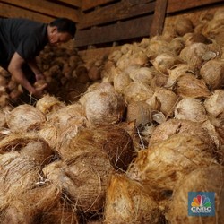 Harga Kelapa Parut Tak Kunjung Turun & Langka, Pedagang Teriak Begini