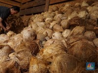 Harga Kelapa Parut Tak Kunjung Turun & Langka, Pedagang Teriak Begini