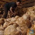 Selain China, Negara Ini Biang Kerok Harga Kelapa Parut RI Meledak