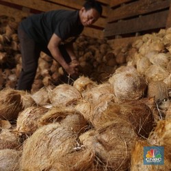 Selain China, Negara Ini Biang Kerok Harga Kelapa Parut RI Meledak
