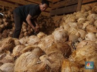 Selain China, Negara Ini Biang Kerok Harga Kelapa Parut RI Meledak