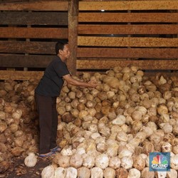 Pedagang Ungkap Jual Kelapa Parut Sisa Ekspor China, Harga Susah Turun