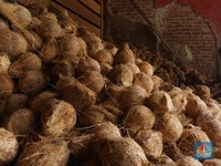 Pedagang Kelapa Parut Merana, Ditinggal Pembeli-Omzet Ambruk