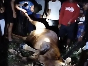 Sapi Milik Warga di Bone Kabur hingga Tercebur ke Sumur Sedalam 12 Meter