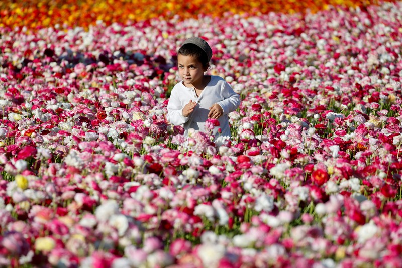 Pemandangan drone menunjukkan orang-orang berjalan di sepanjang deretan bunga buttercup, di sebuah ladang dekat perbatasan Israel-Gaza, di Israel selatan, 16 April 2025. (REUTERS/Ilan Rosenberg)