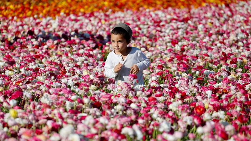 Pemandangan drone menunjukkan orang-orang berjalan di sepanjang deretan bunga buttercup, di sebuah ladang dekat perbatasan Israel-Gaza, di Israel selatan, 16 April 2025. (REUTERS/Ilan Rosenberg)