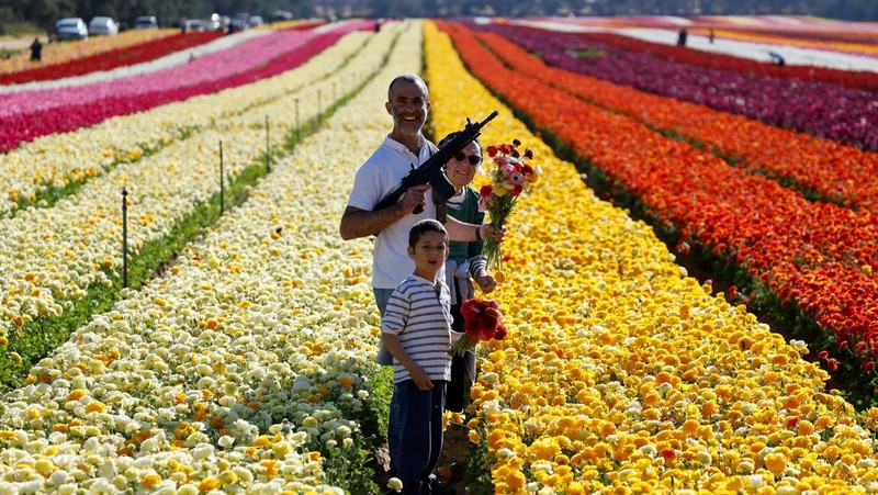 Pemandangan drone menunjukkan orang-orang berjalan di sepanjang deretan bunga buttercup, di sebuah ladang dekat perbatasan Israel-Gaza, di Israel selatan, 16 April 2025. (REUTERS/Ilan Rosenberg)