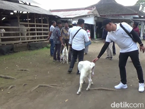 Liburan Seru di Wisata Edukasi Peternakan Kambing Goatzilla Lumajang