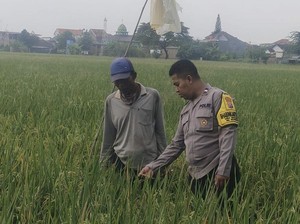Bhabin Turun ke Sawah Tampung Curhat soal Pupuk-Sarana Pertanian