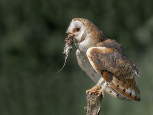 Burung Hantu Jadi Andalan Lawan Tikus Sawah di Badung