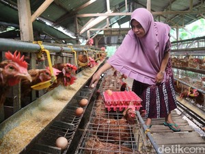 Emak-emak Bojonegoro Ini Cuan dari Hasil Ternak Ayam Petelor di Rumah