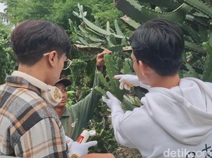 2 Pelaku Coret Adi+Santo di Kaktus Kebun Raya Bogor Diberi Sanksi