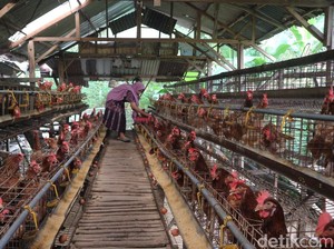 Cara Memulai Beternak Ayam di Rumah, Panduan Praktis untuk Pemula