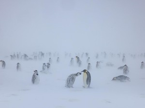 Fosil Penguin Raksasa Ditemukan di Selandia Baru, Lebih Besar dari Manusia