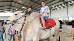 Raffi Ahmad Beli 4 Sapi Jumbo di Tempat Irfan Hakim Buat Kurban, Harganya?