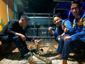 Geger Piton 6 Meter Muncul di Drainase Jalan, Mati Diduga Dibunuh Warga