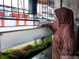 Lanjutkan Bisnis Almarhum Suami, Pedagang Ikan Hias Pilih KUR Mikro BRI