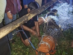 Buaya 4 Meter Bikin Resah Warga Barru Ditangkap di Empang Pakai Pukat