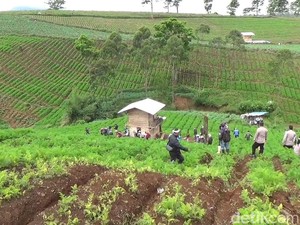 Geger! Kebun Teh di Pangalengan yang Juga Disukai Wisatawan Itu Jadi Kebun Sayur