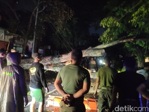 Hujan Angin Tumbangkan Pohon di Sidoarjo, Akses Jalan Kartini Tertutup