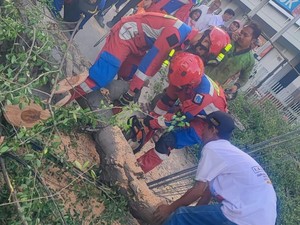 Pohon Tumbang Timpa Pengendara Motor di Koja Jakut