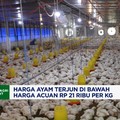 Video: Harga Ayam Terjun di Bawah Harga Acuan, Peternak Rugi Besar
