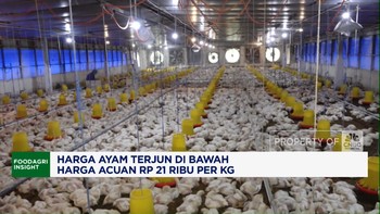 Video: Harga Ayam Terjun di Bawah Harga Acuan, Peternak Rugi Besar