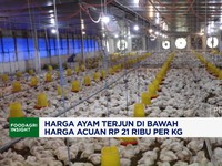 Video: Harga Ayam Terjun di Bawah Harga Acuan, Peternak Rugi Besar