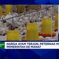 Video: Harga Ayam Terjun Peternak Rugi, Pemerintahan Prabowo Ke Mana?