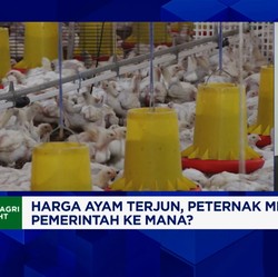 Video: Harga Ayam Terjun Peternak Rugi, Pemerintahan Prabowo Ke Mana?