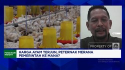 Video: Harga Ayam Terjun Peternak Rugi, Pemerintahan Prabowo Ke Mana?