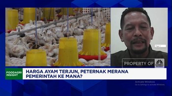 Video: Harga Ayam Terjun Peternak Rugi, Pemerintahan Prabowo Ke Mana?
