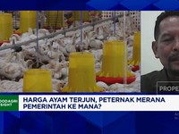 Video: Harga Ayam Terjun Peternak Rugi, Pemerintahan Prabowo Ke Mana?