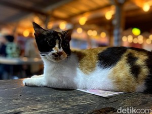 10 Cara Menghilangkan Bau Pipis Kucing di Rumah dengan Cepat
