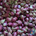 Menteri Tito Soroti Harga Bawang Merah Terus Melejit, BPS Warning Gini