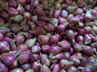 Menteri Tito Soroti Harga Bawang Merah Terus Melejit, BPS Warning Gini