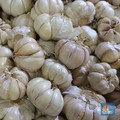 9 Obat Herbal Alami Ampuh Turunkan Tekanan Darah Tinggi