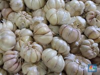 9 Obat Herbal Alami Ampuh Turunkan Tekanan Darah Tinggi