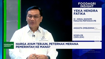 Video:Peternak Ayam Teriak Rugi! Ombudsman Minta Pemerintah Intervensi