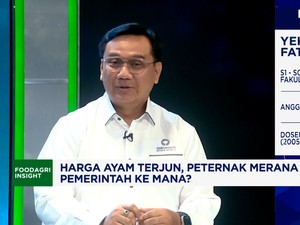 Video:Peternak Ayam Teriak Rugi! Ombudsman Minta Pemerintah Intervensi