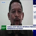 Stok Ayam Numpuk di Kandang-Harga Anjlok, Peternak Bongkar Penyebabnya
