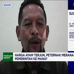 Stok Ayam Numpuk di Kandang-Harga Anjlok, Peternak Bongkar Penyebabnya