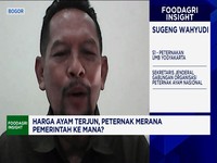 Stok Ayam Numpuk di Kandang-Harga Anjlok, Peternak Bongkar Penyebabnya
